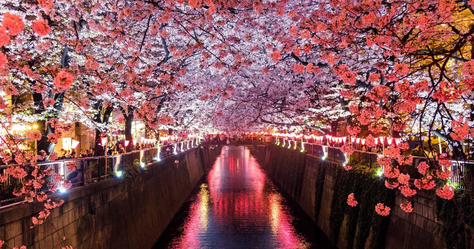 Hanami Festival (cherry blossom viewing)