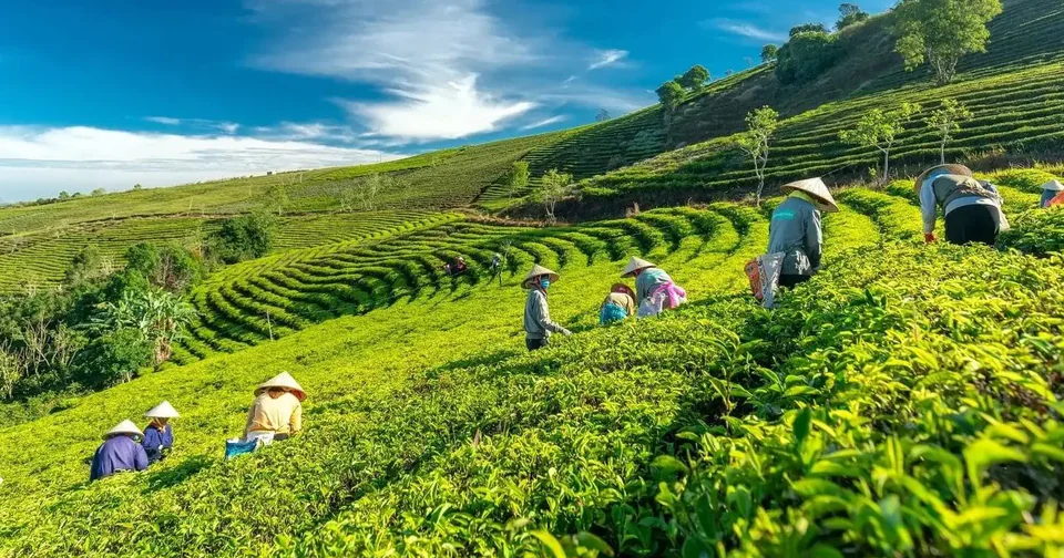 Click Dat Tea Cau Dat Tea Hill