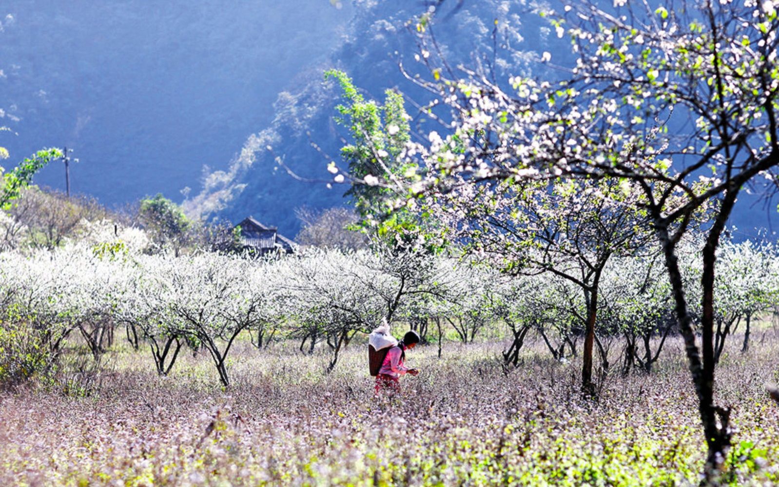 What to Do in Moc Chau? A Complete Chill Itinerary from A-Z